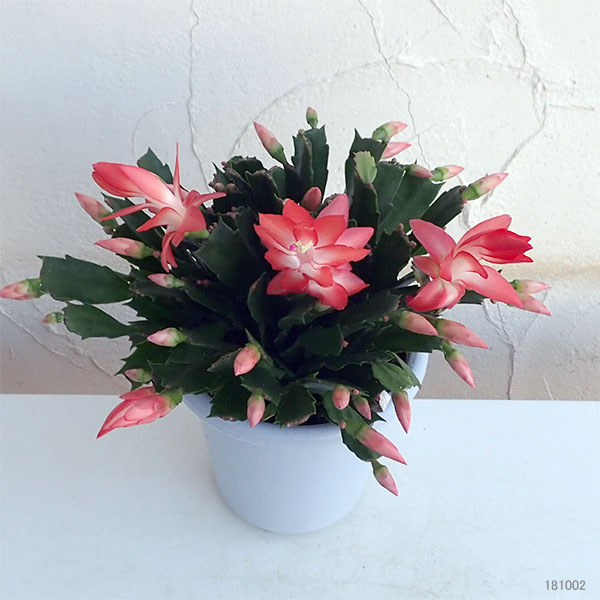 園芸ネット本店｜デンマークカクタス：オレンジ系5号鉢植え の通販【公式】