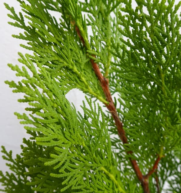 園芸ネット本店｜コニファー（立ち性）：エレガンティシマ5号ポット の