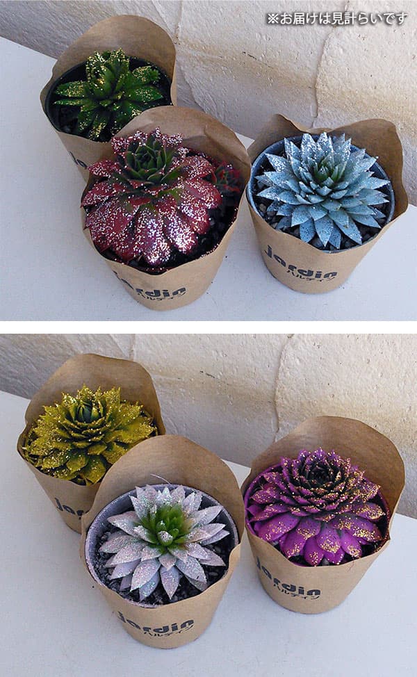 園芸ネット本店｜カラーセンペルビウム・ジュエリースタイル6cmポット