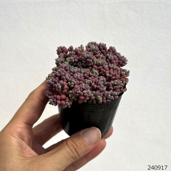 園芸ネット本店｜セダム： パープルヘイズ 2号ポット 3株セット の通販