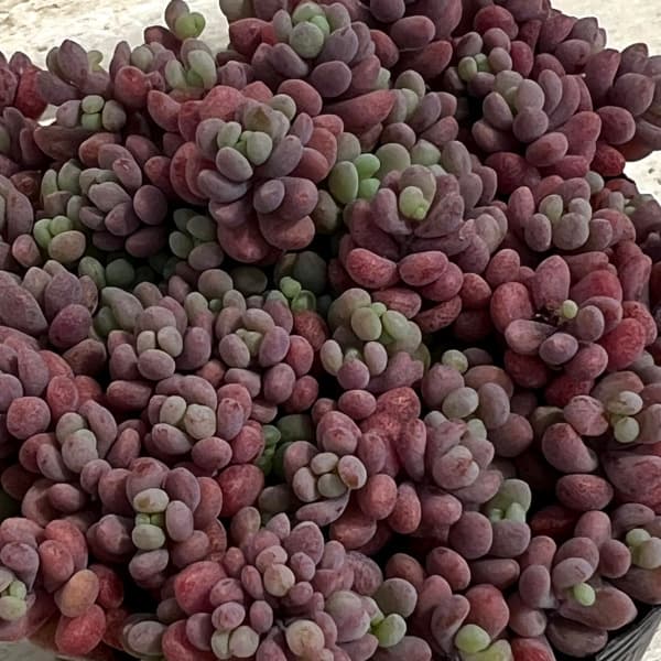 園芸ネット本店｜セダム： パープルヘイズ 2号ポット 3株セット の通販