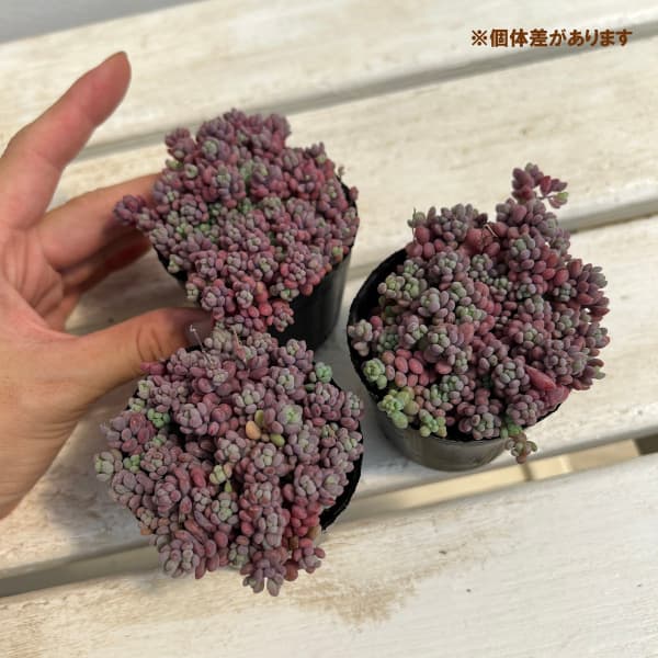 園芸ネット本店｜セダム： パープルヘイズ 2号ポット 3株セット の通販