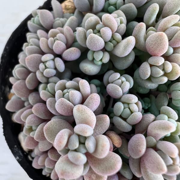 園芸ネット本店｜セダム： パープルヘイズ 2号ポット 3株セット の通販