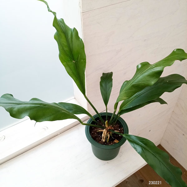 園芸ネット本店｜アンスリウム：フーケリー5号鉢植え の通販【公式】