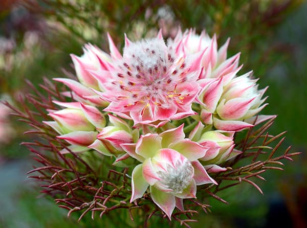 園芸ネット本店｜セルリア（ジョーイセルリア）：プリティピンク 5号