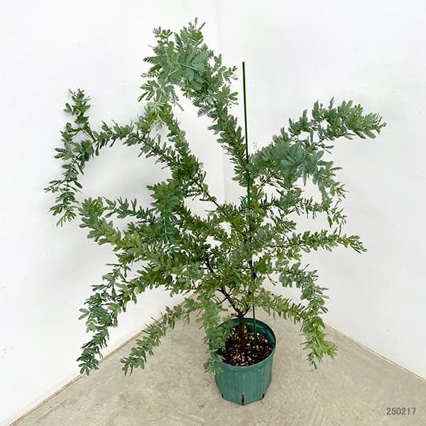 園芸ネット本店｜アカシア：ギンヨウアカシア 7号鉢植え の通販【公式】