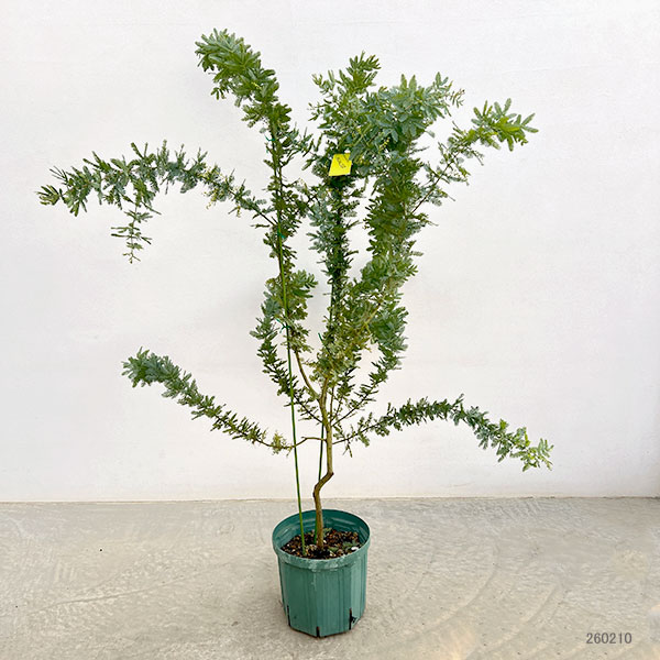 園芸ネット本店｜アカシア：ギンヨウアカシア 7号鉢植え の通販【公式】