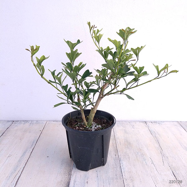 園芸ネット本店｜シェフレラ：トライアンギュラリス3.5号ポット の通販