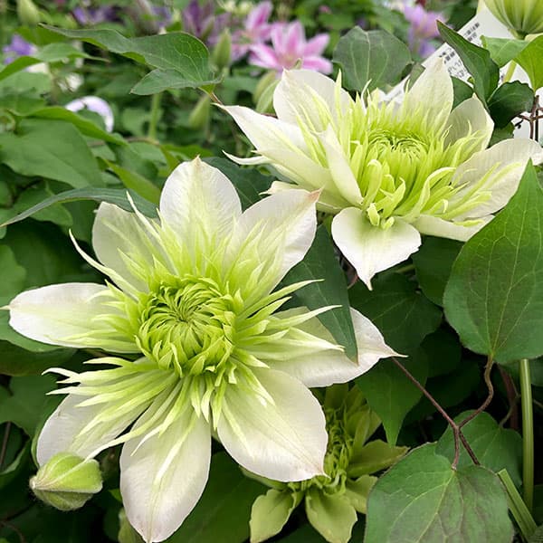 園芸ネット本店｜クレマチス：花園5号鉢（パテンス系・八重咲） * の