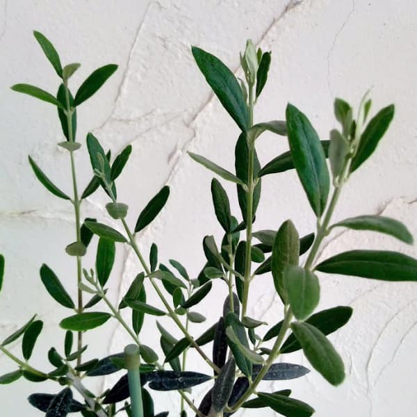 園芸ネット本店｜オリーブ：カリフォルニア クイーン（UC13A6） 8号