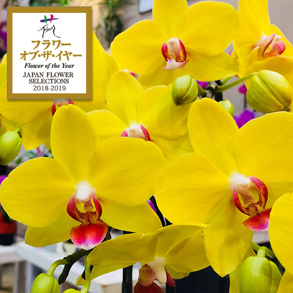 園芸ネット本店｜ミディコチョウラン（胡蝶蘭）：ナオミゴールド3本