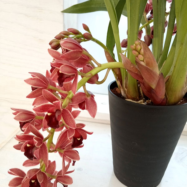 園芸ネット本店｜シンビジューム：フォアゴットンフルーツ花芽付き4号