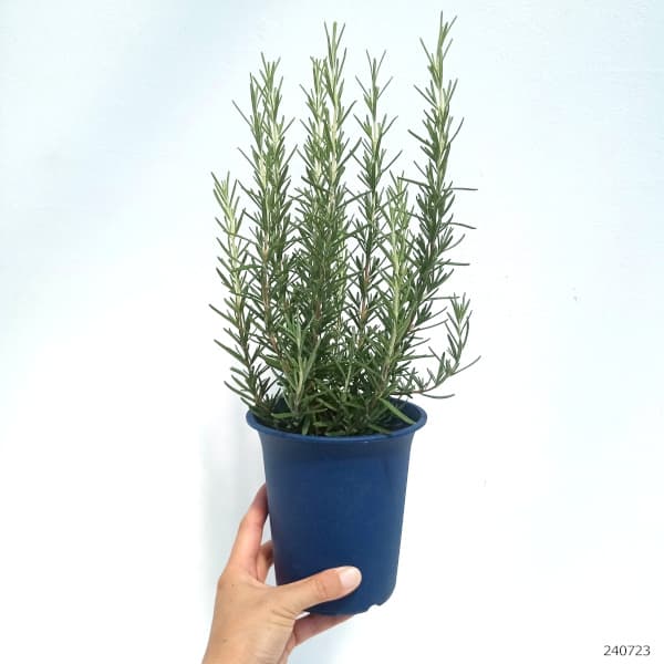 園芸ネット本店｜ローズマリー（立性）：マリンブルー4号 2株セット の