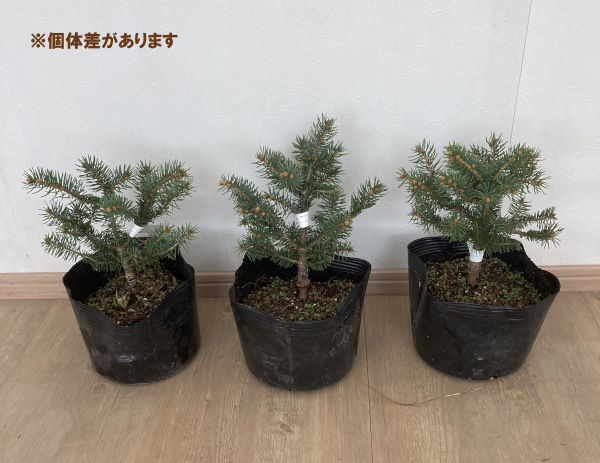 園芸ネット本店｜[送料無料]ピセアプンゲンス（プンゲンストウヒ