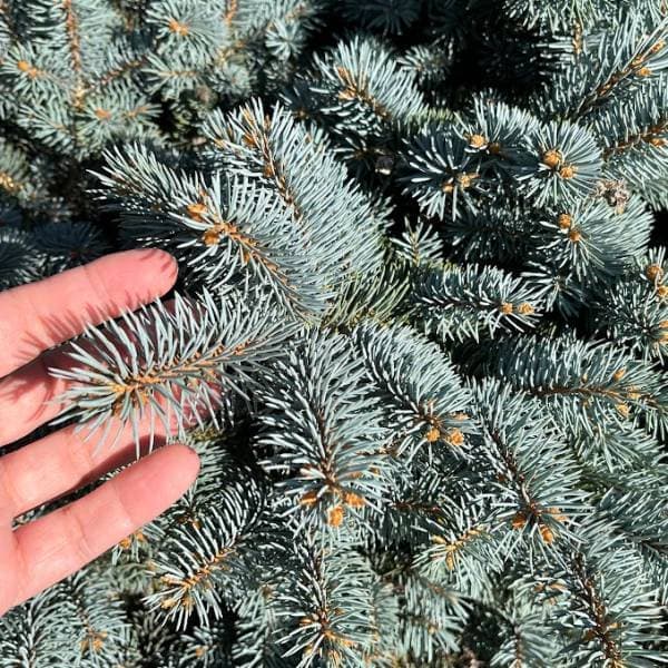 園芸ネット本店｜[送料無料]ピセアプンゲンス（プンゲンストウヒ