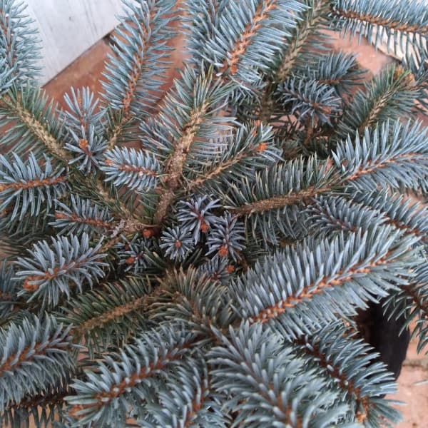 園芸ネット本店｜ピセアプンゲンス（プンゲンストウヒ）：グラウカ