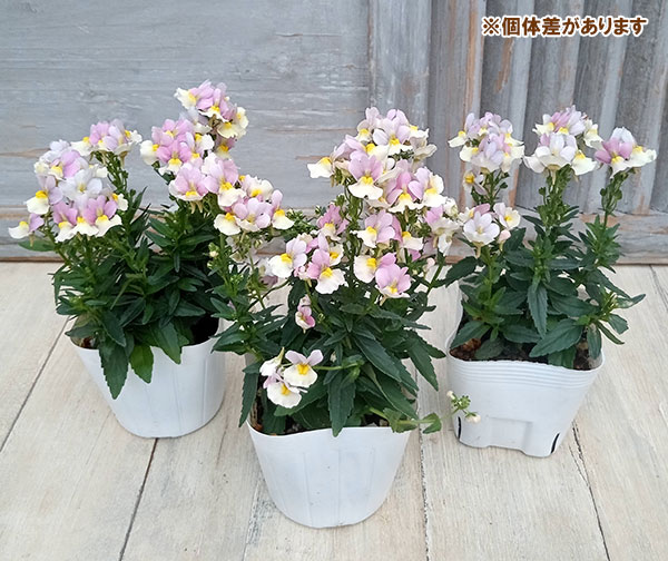 園芸ネット本店｜ネメシア：レモンパイ3.5号ポット の通販【公式】