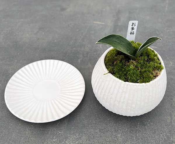 園芸ネット本店｜[ギフトに]オモト（万年青）：お多福・鉢植え／ラピス