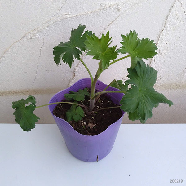 園芸ネット本店｜デルフィニウム：オーロラ ディープパープル4号ポット