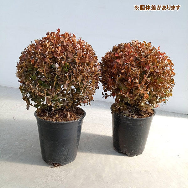 園芸ネット本店｜ボックスウッド（西洋ツゲ）玉仕立て6号ポット樹高