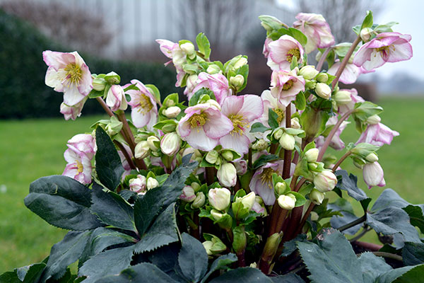 園芸ネット本店｜クリスマスローズ：*HGC Ice N'roses 氷の薔薇