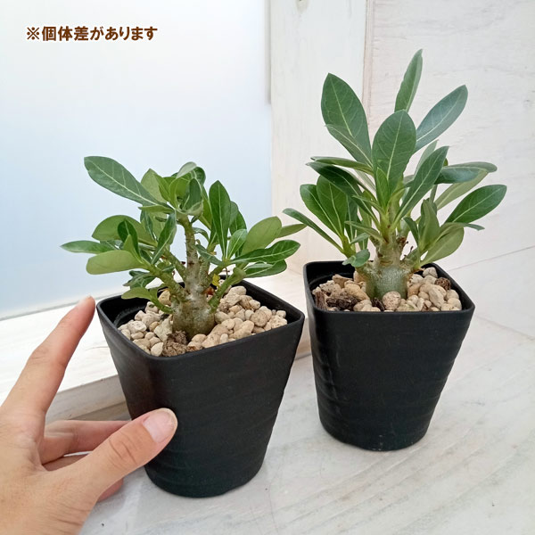 園芸ネット本店｜アデニウム：ソコトラナム（国内実生株）3.5号鉢入り