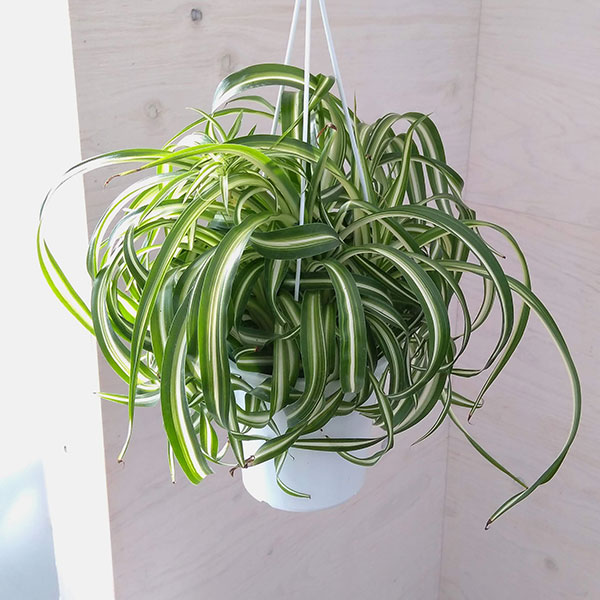 園芸ネット本店｜オリヅルラン：ボニー5号吊鉢 の通販【公式】