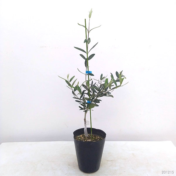 園芸ネット本店｜オリーブ：ジャンボカラマタ接木苗5～6号ポット の