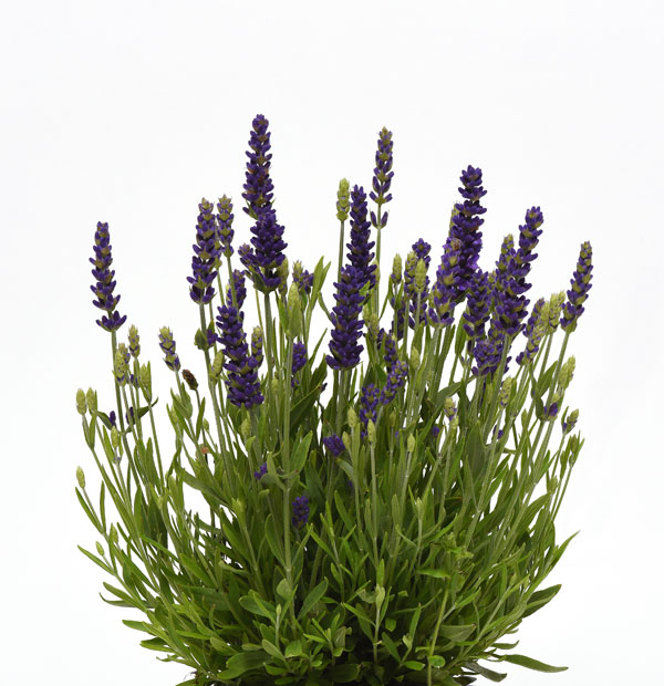 園芸ネット本店｜ラベンダー：ブルースピア3号ポット の通販【公式】