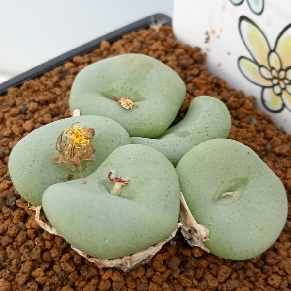 園芸ネット本店｜[送料無料]コノフィツム：品種おまかせ 3号鉢植え 3株