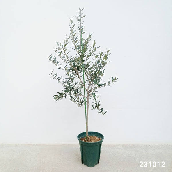 園芸ネット本店｜オリーブ：レッチーノ ミネルバ 8号鉢植え* の通販