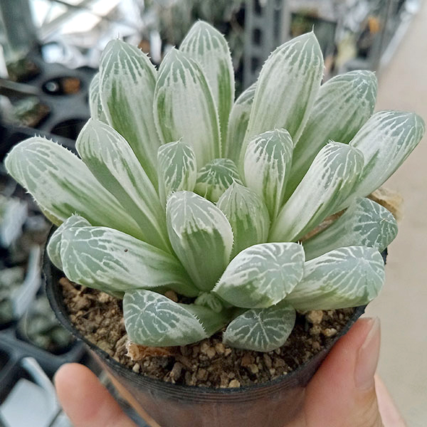 園芸ネット本店｜ハオルチア：オブツーサ フェリフェラ錦 2.5号ポット