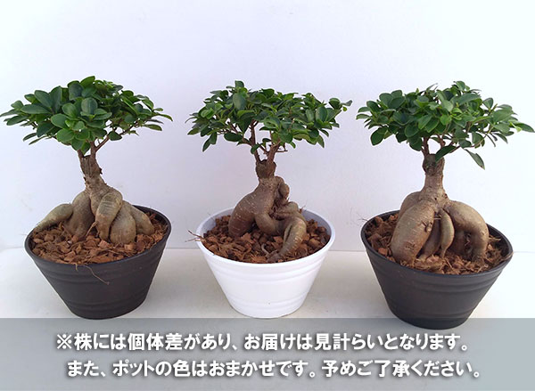 園芸ネット本店｜ガジュマル盆栽仕立て 7号鉢植え の通販【公式】