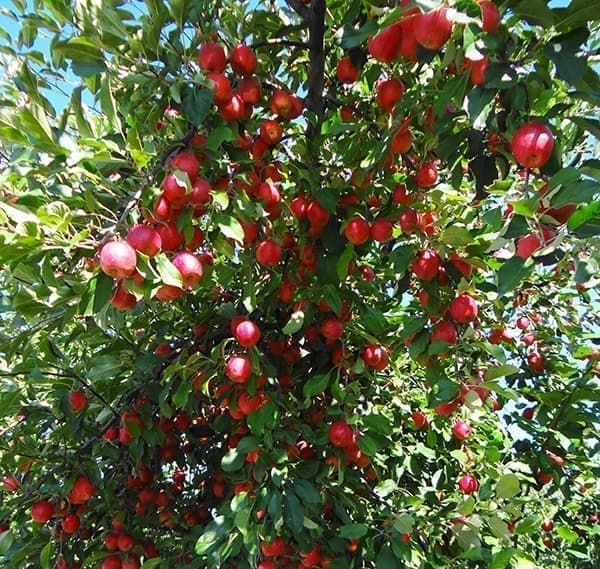 園芸ネット本店｜リンゴ：アルプス乙女 4～5号ポット の通販【公式】