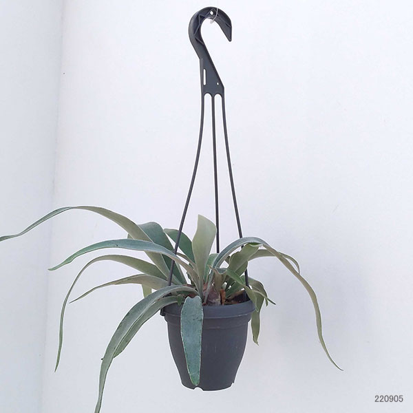 園芸ネット本店｜ビカクシダ（コウモリラン）：ベイチー 4号プラ吊り鉢