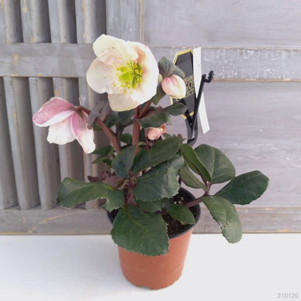 園芸ネット本店｜クリスマスローズ（原種交配）：*HGCフロスティー4.5