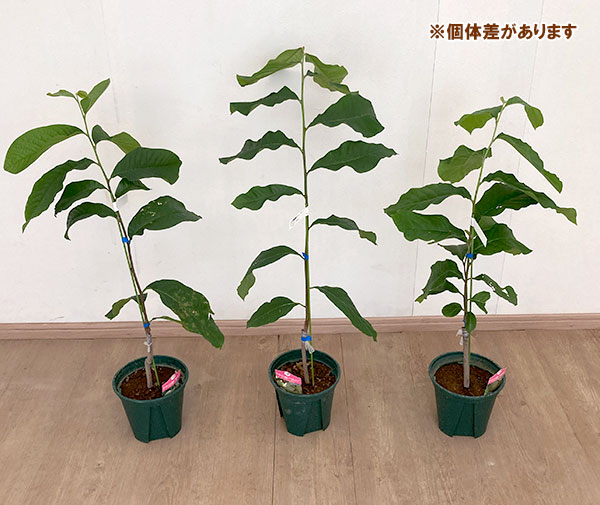 園芸ネット本店｜ポポー：アレゲーニー（接木苗）5-6号ポット の通販