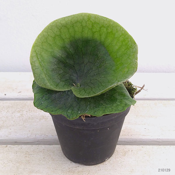 園芸ネット本店｜ビカクシダ（コウモリラン）：グランデ 3号クラフト用