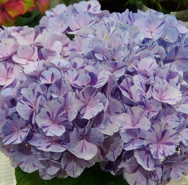 園芸ネット本店｜アジサイ：スプラッシュ3.5号ポット の通販【公式】