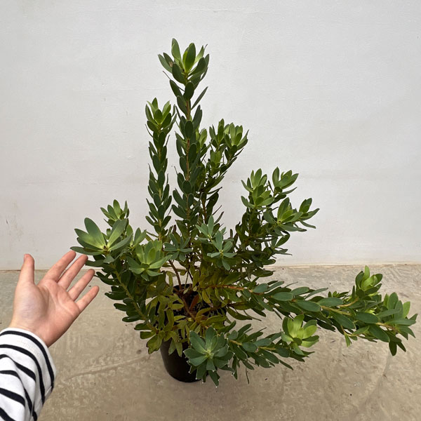 園芸ネット本店｜リューカデンドロン：サマーサン 7号鉢植え の通販