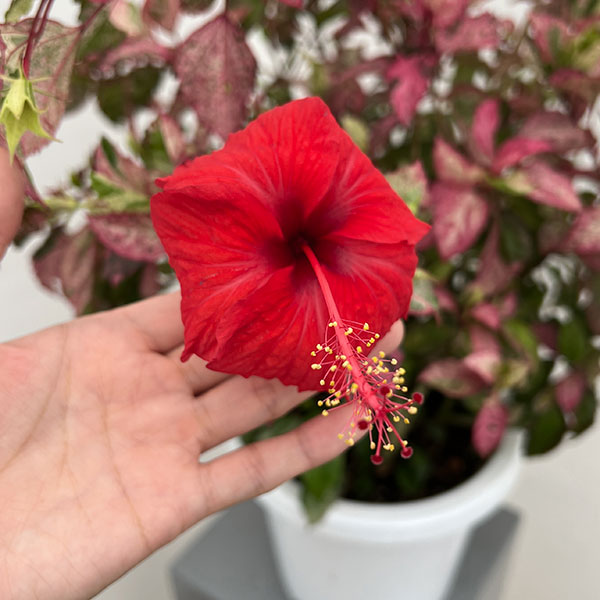 園芸ネット本店｜[26年6月中下旬予約]ハイビスカス：あかね 7号鉢植え