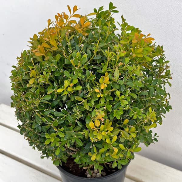 園芸ネット本店｜クサツゲ玉仕立て6号ポット の通販【公式】