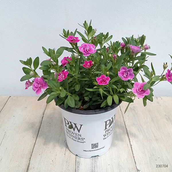 園芸ネット本店｜[送料無料]カリブラコア：スーパーベル ダブルピンク