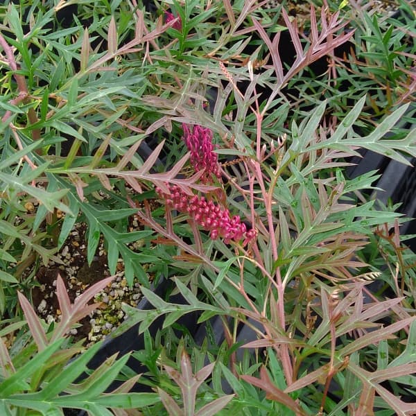 園芸ネット本店｜グレビレア：ブロンズランバー4号ポット の通販【公式】