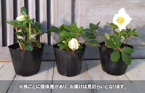 園芸ネット本店｜クリスマスローズ（原種系）：早咲きニゲル3号ポット