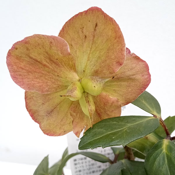 園芸ネット本店｜クリスマスローズ（原種系）：早咲きニゲル3号ポット