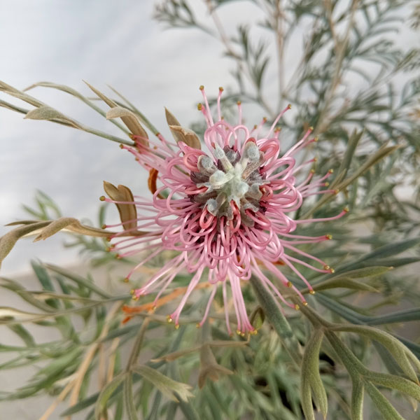 園芸ネット本店｜[ザ・ファームセレクト]グレビレア：ドーンパープル5