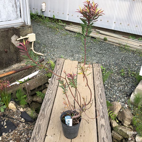 園芸ネット本店｜リューカデンドロン：サファリマジック6号ポット の