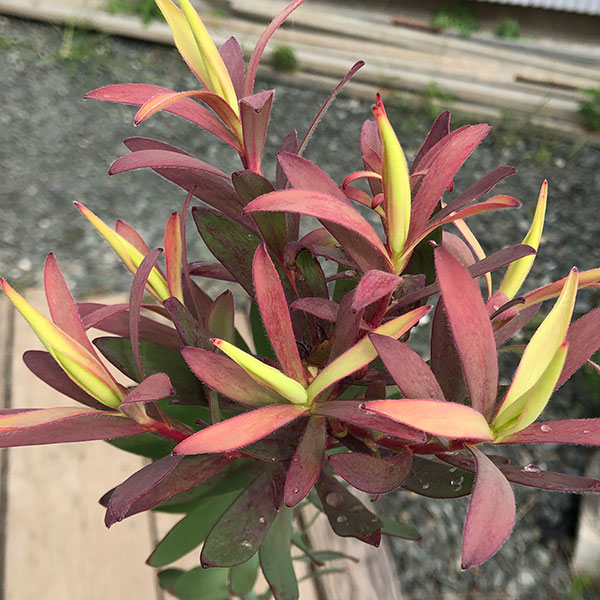 園芸ネット本店｜リューカデンドロン：サファリマジック6号ポット の