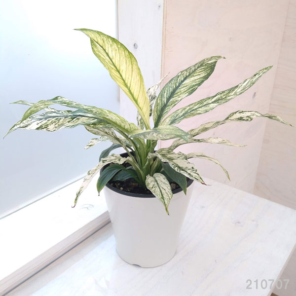 園芸ネット本店｜スパティフィラム：センセーション（斑入り） 5号